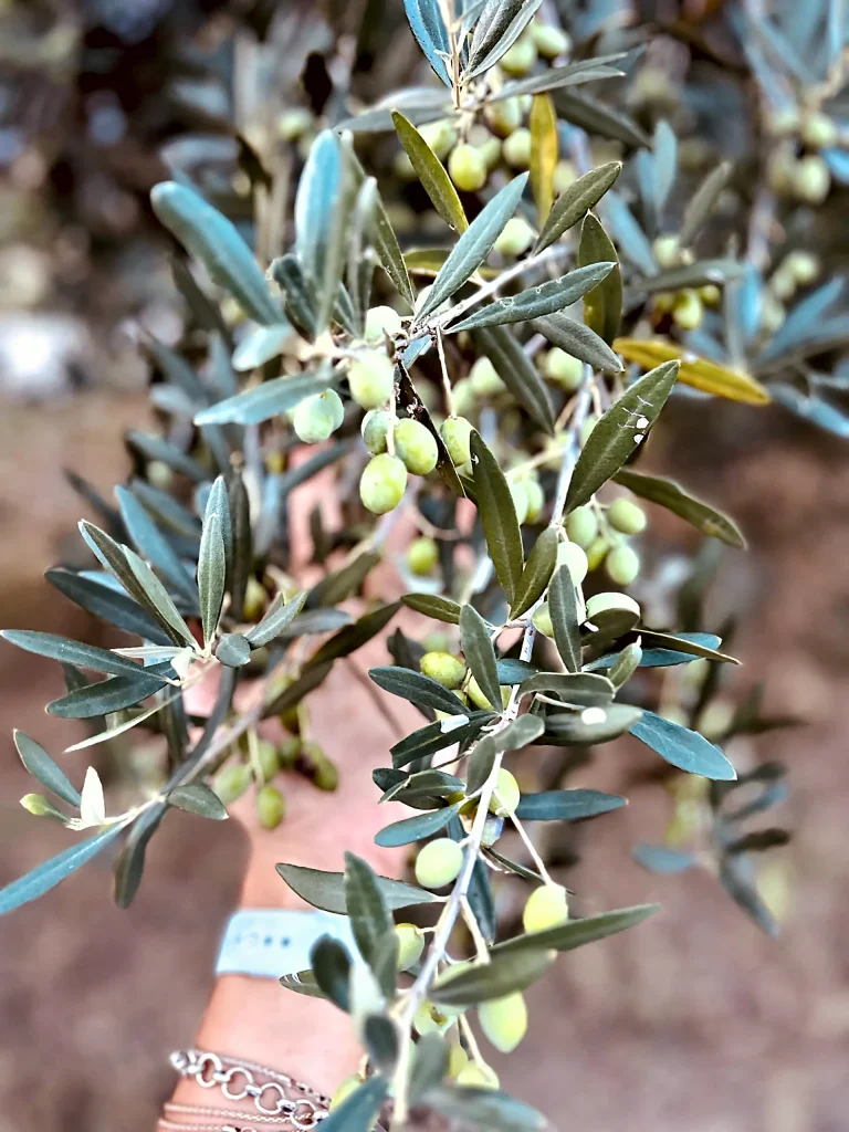 La raccolta delle olive